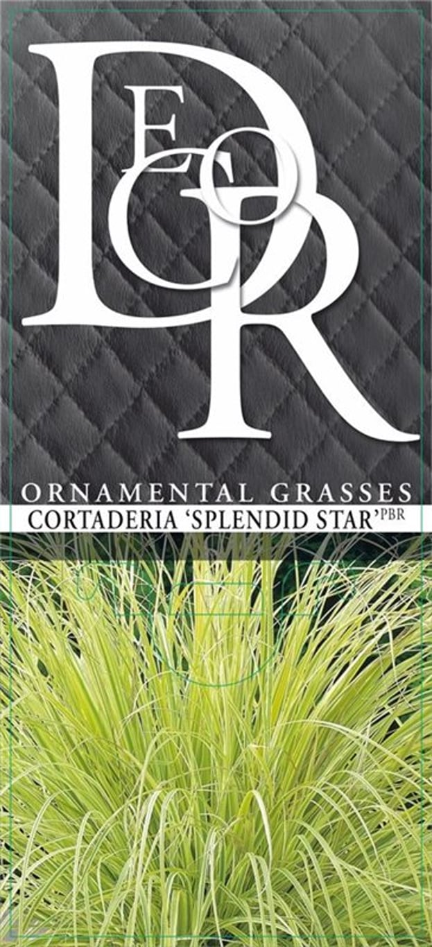 Cortaderia s. 'Splendid Star' - C2